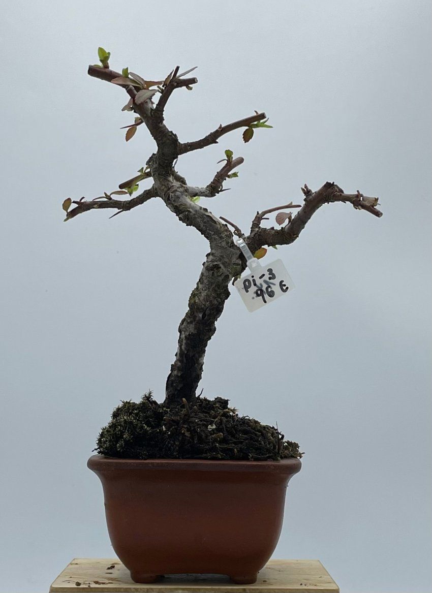 Pyracantha Coccinea