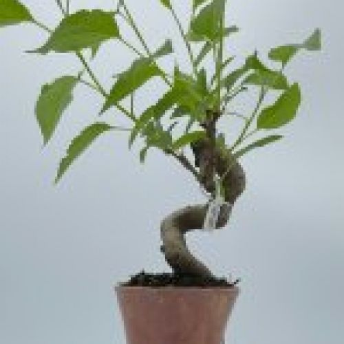 Malus Everest