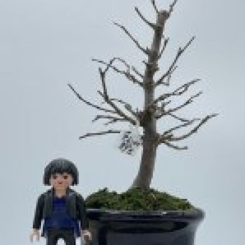 Zelkova Serrata formal