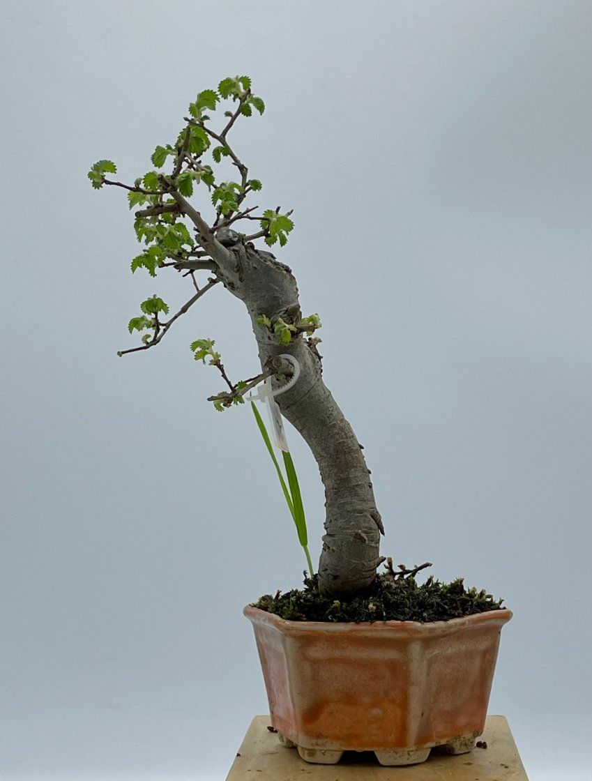 Olmo Parviflora Chino