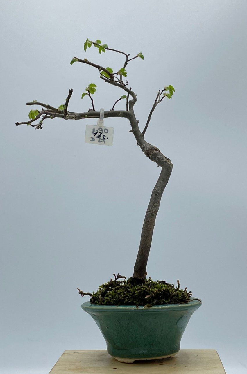 Olmo Parviflora Chino