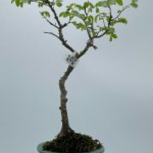 Olmo Parviflora Chino