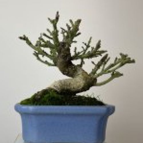 IMG 0432