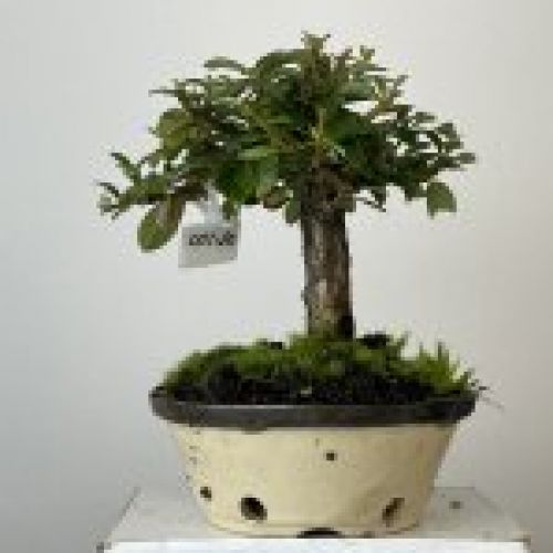 IMG 0797