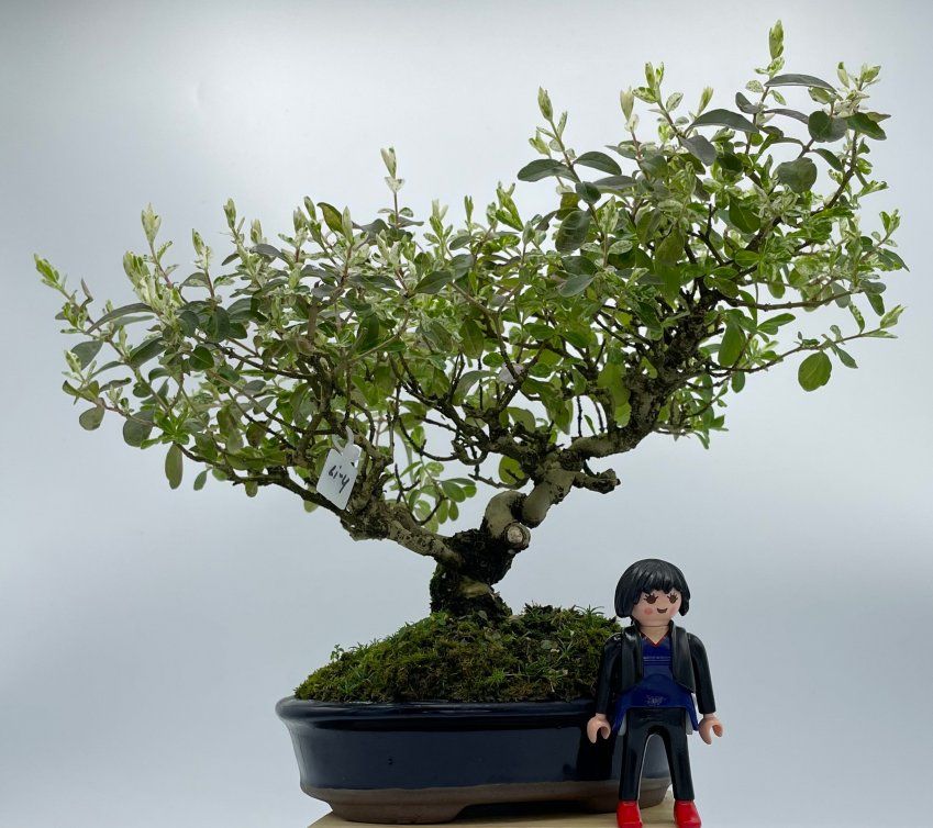 Ligustrum Japonico