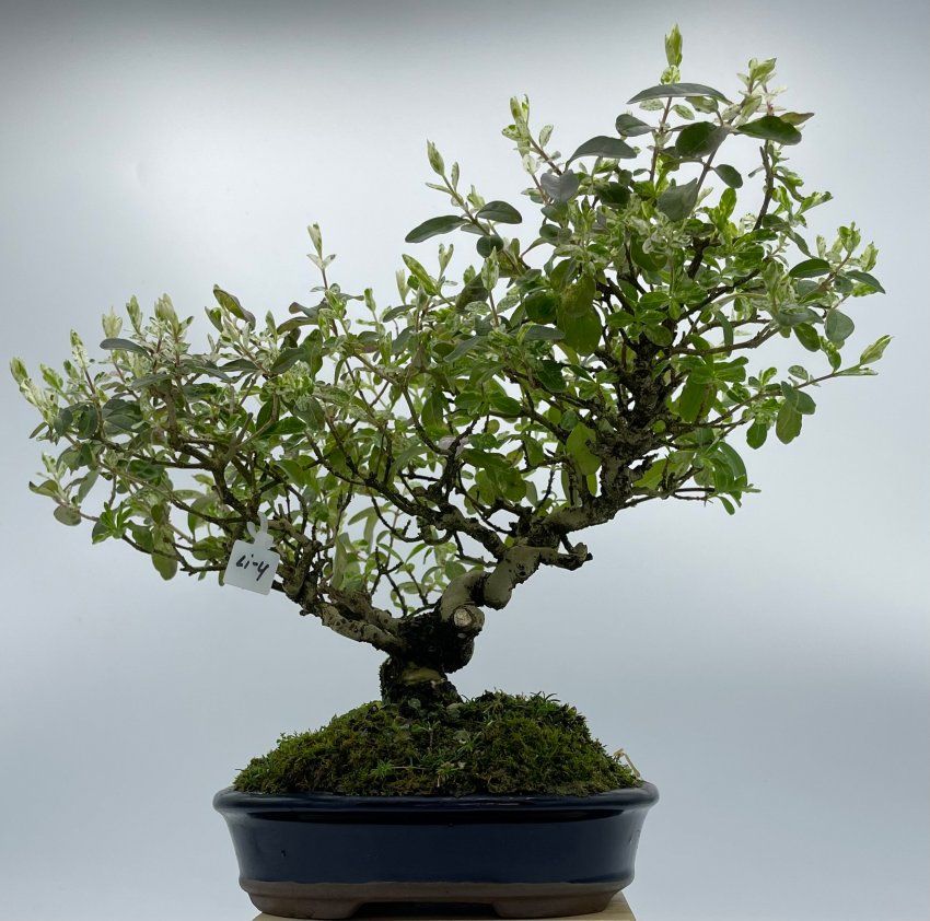 Ligustrum Japonico