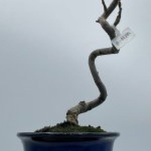 Malus Halliana