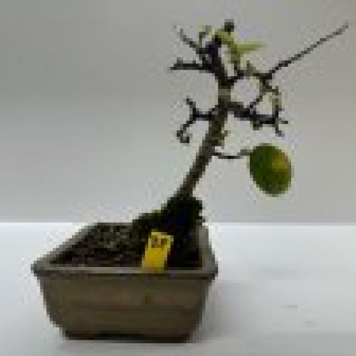 IMG 0249