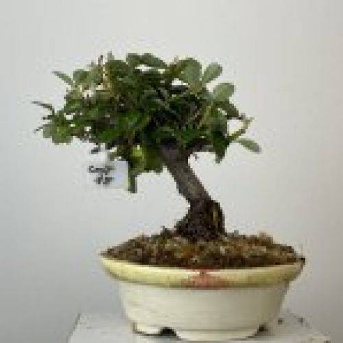IMG 0788