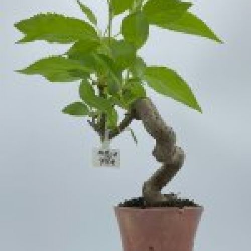 Malus Everest
