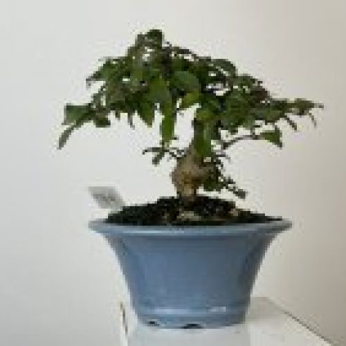 IMG 0720
