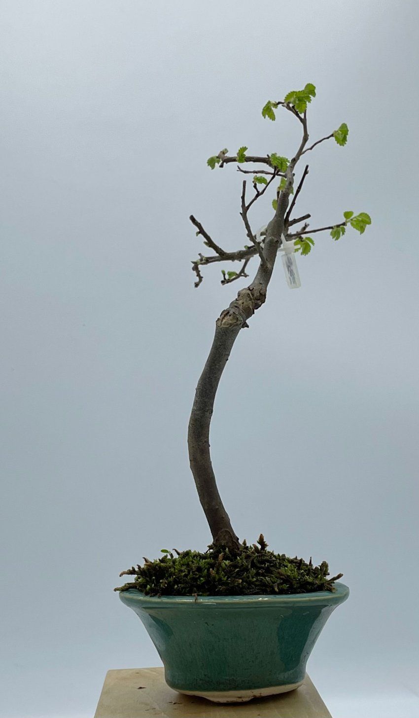 Olmo Parviflora Chino