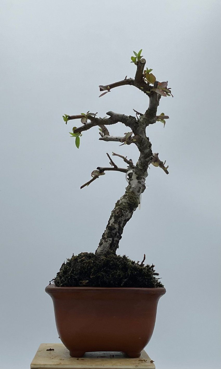 Pyracantha Coccinea