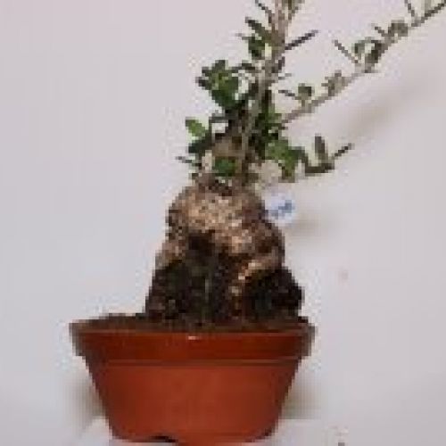 IMG 0053