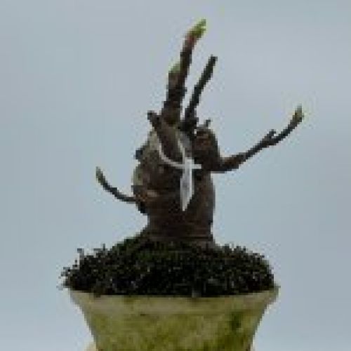 Ficus Carica Higuera