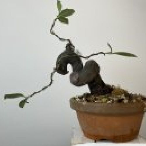 IMG 0854
