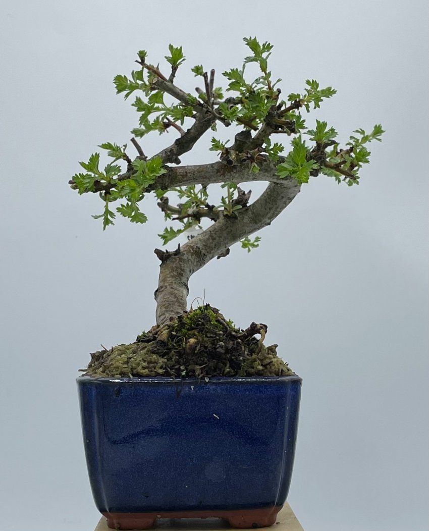 Crataegus Monogyna Espino Albar