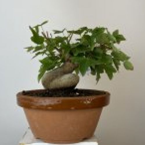IMG 0734