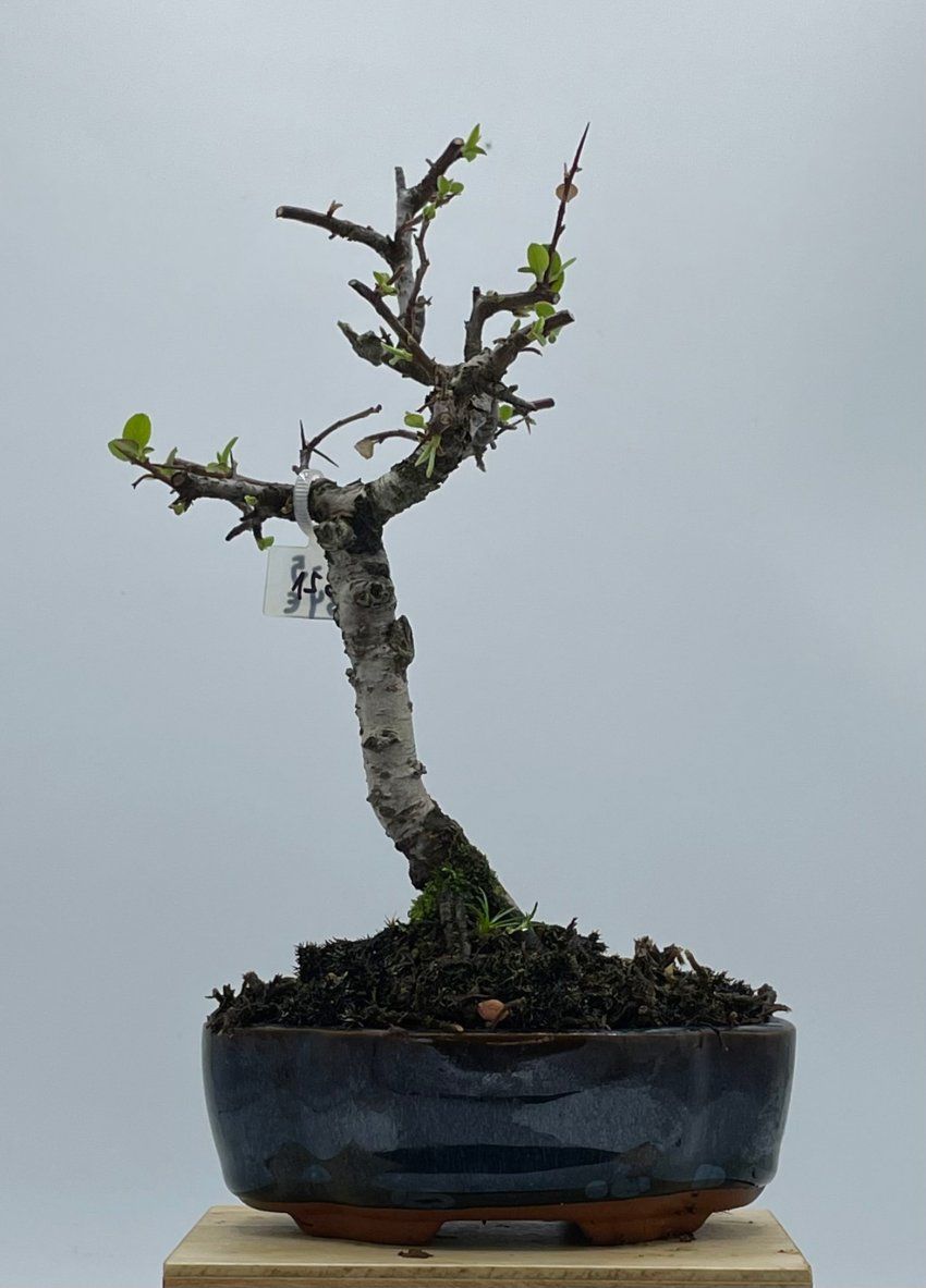 Pyracantha Coccinea