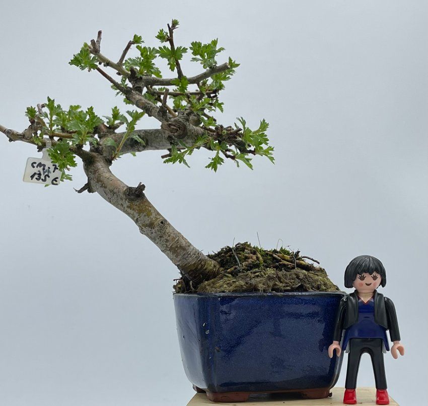 Crataegus Monogyna Espino Albar