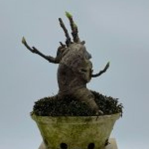 Ficus Carica Higuera