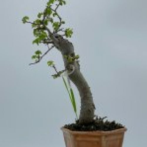 Olmo Parviflora Chino