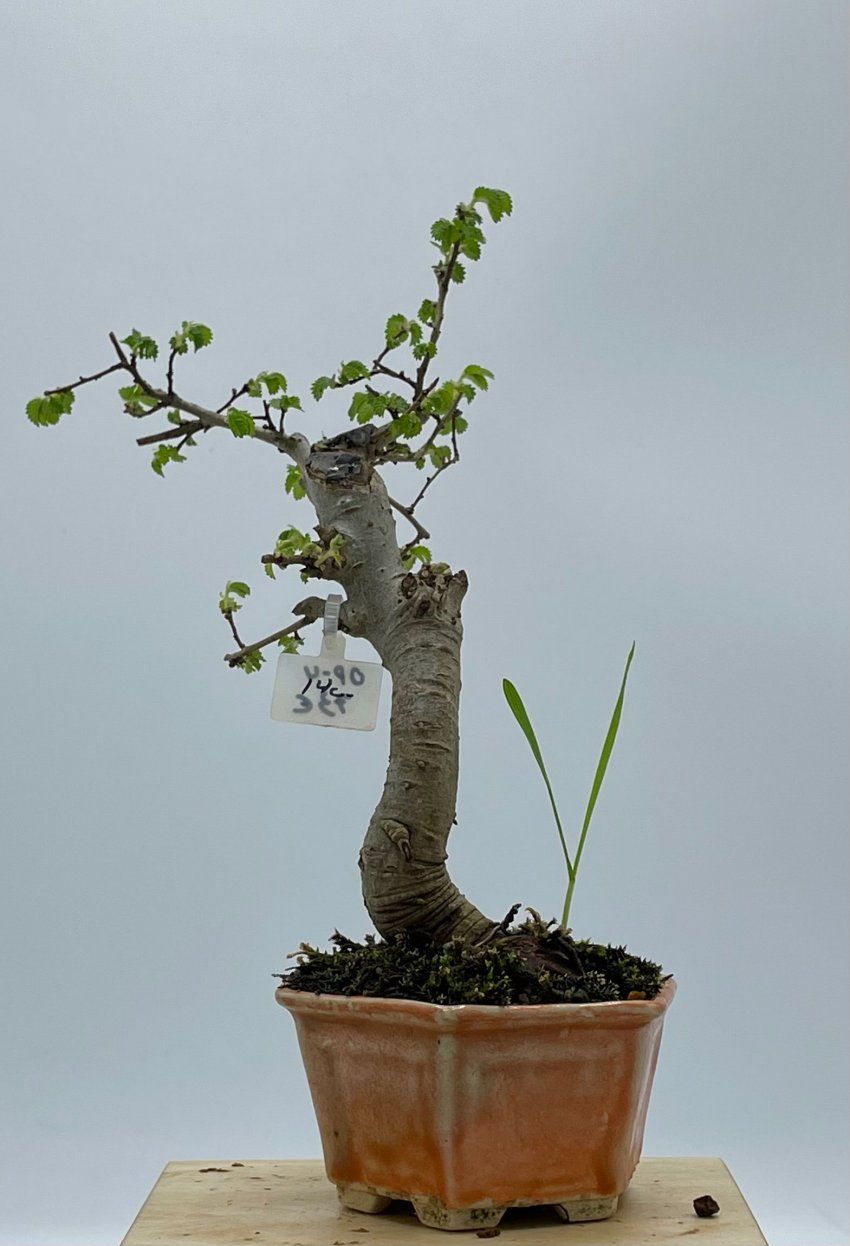 Olmo Parviflora Chino