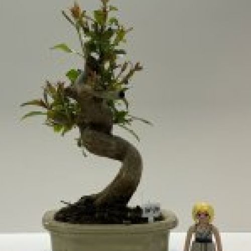 IMG 0801