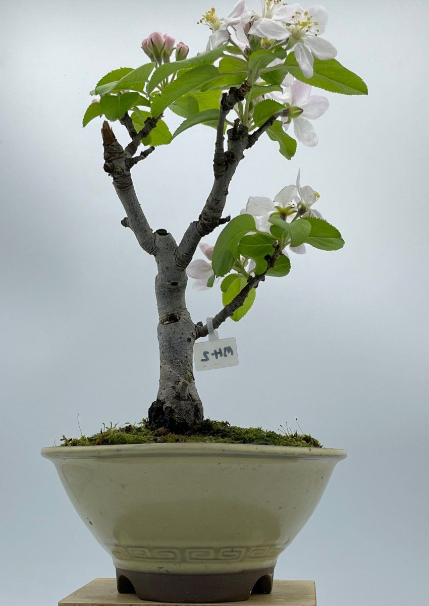 Malus Ralls Janet