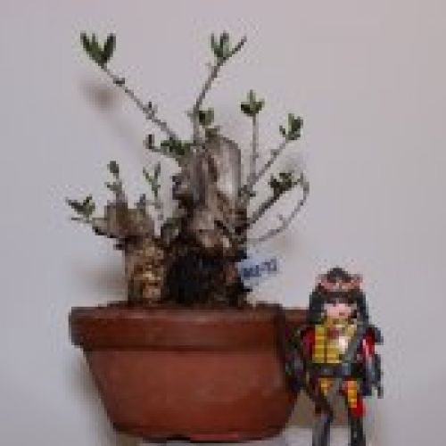 IMG 0065