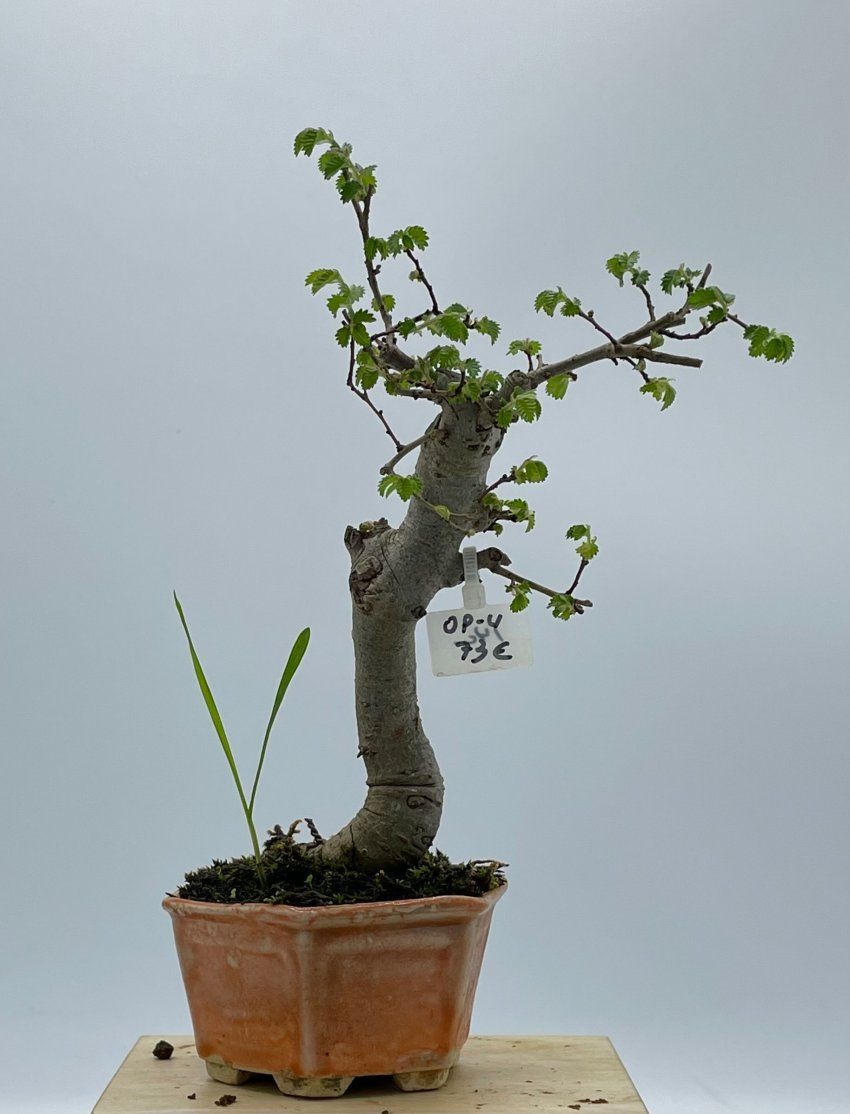 Olmo Parviflora Chino