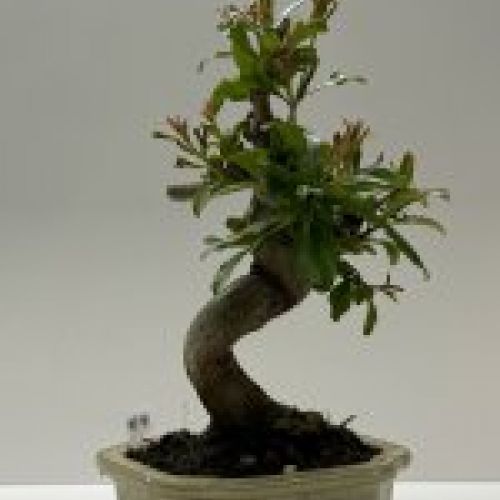 IMG 0800