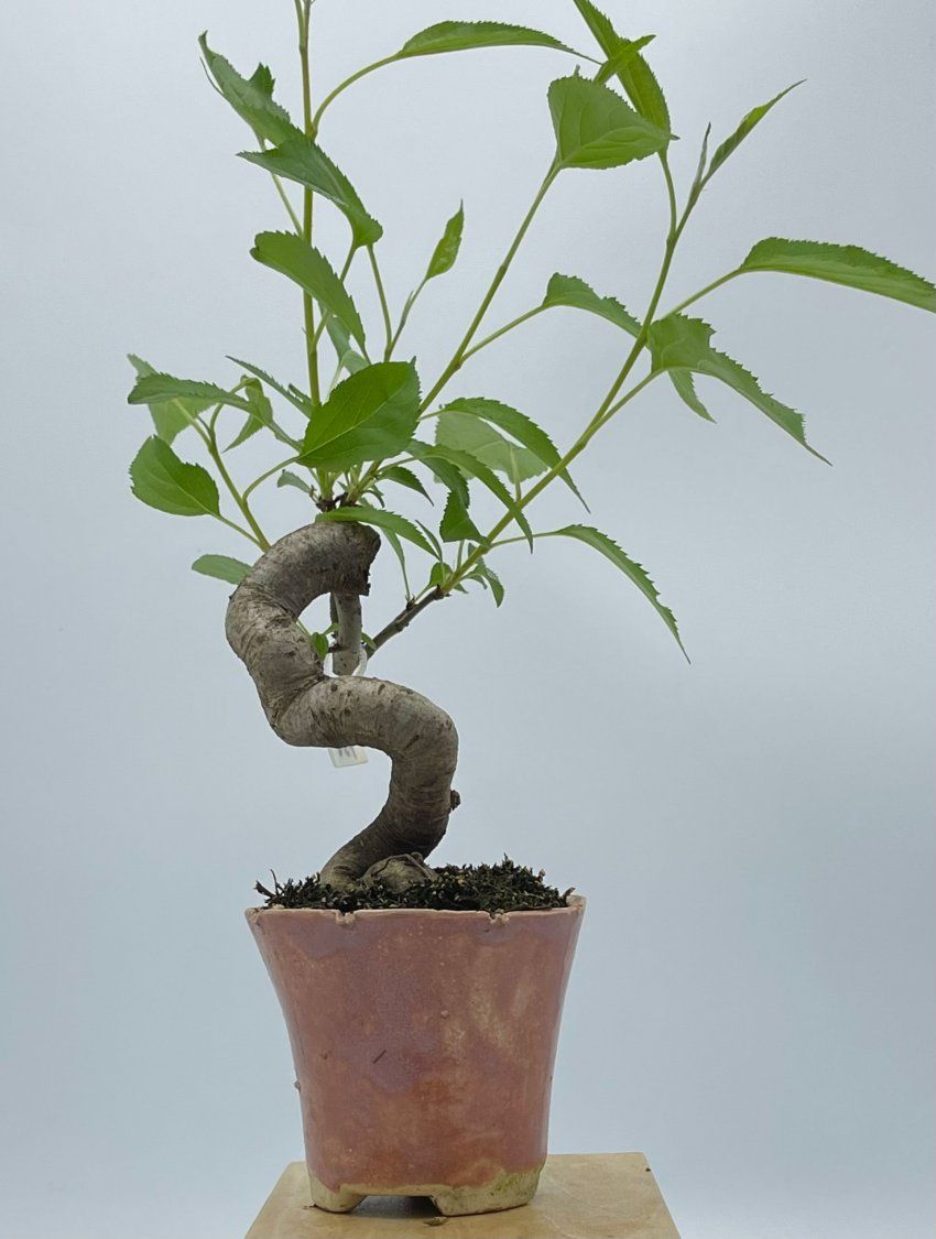 Malus Everest
