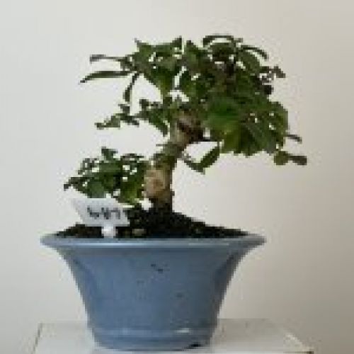 IMG 0717
