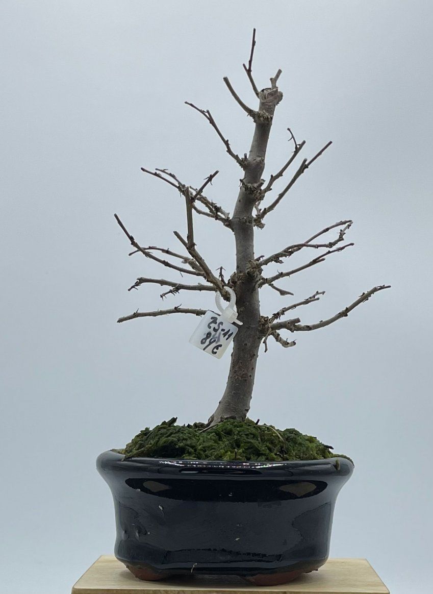 Zelkova Serrata formal