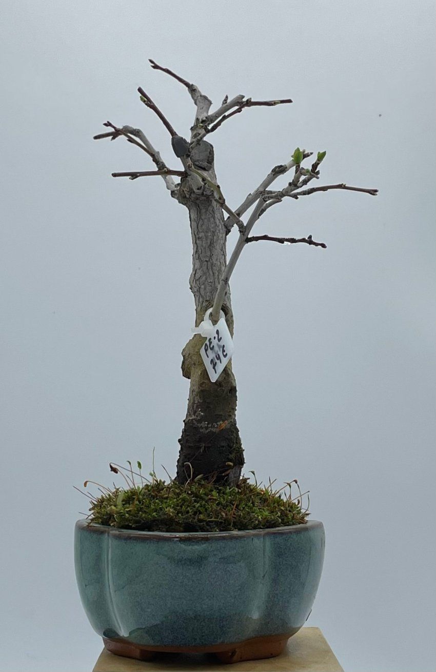 Prunus Espinosa