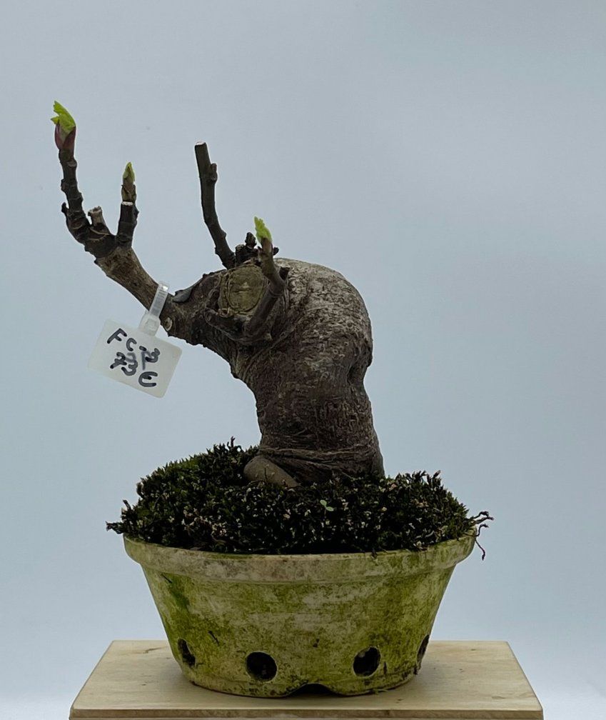 Ficus Carica Higuera