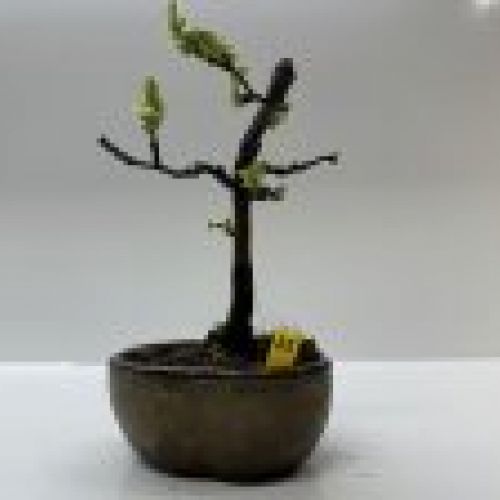 IMG 0245