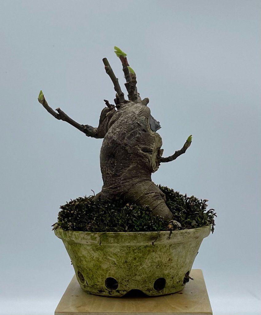 Ficus Carica Higuera