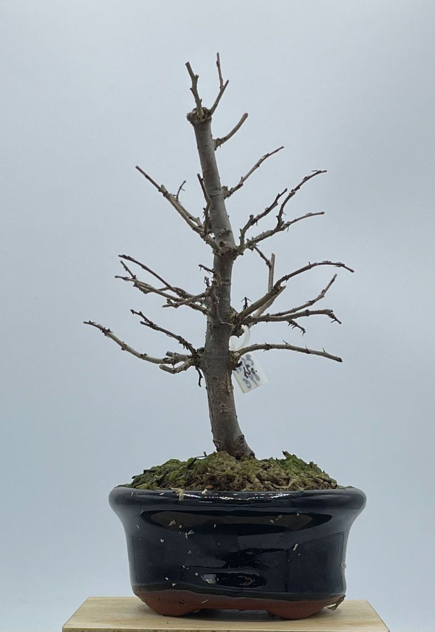 Zelkova Serrata formal