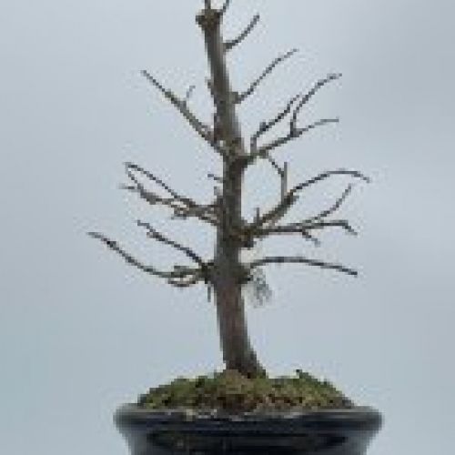Zelkova Serrata formal