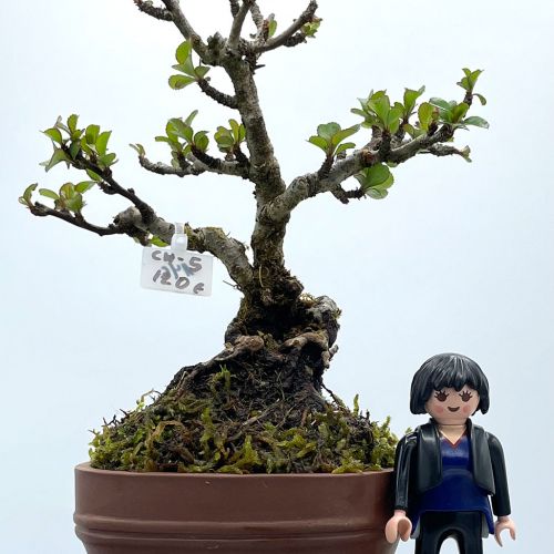 Imágenes de bonsáis y minibonsáis