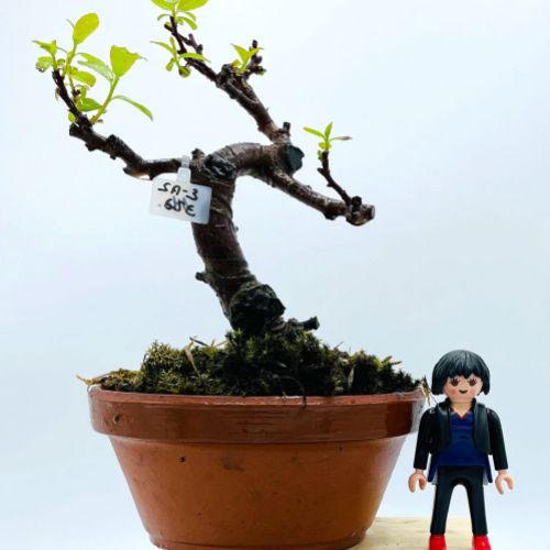 Imágenes de bonsáis y minibonsáis