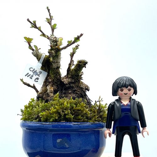 Imágenes de bonsáis y minibonsáis