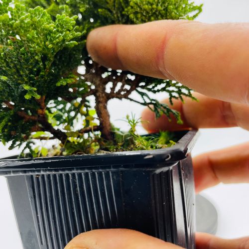 Imágenes de bonsáis y minibonsáis