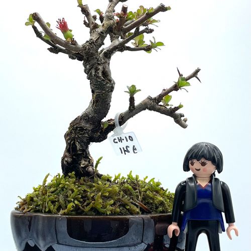 Imágenes de bonsáis y minibonsáis