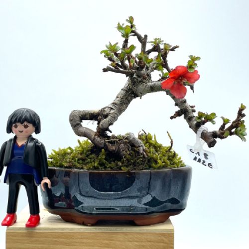 Imágenes de bonsáis y minibonsáis