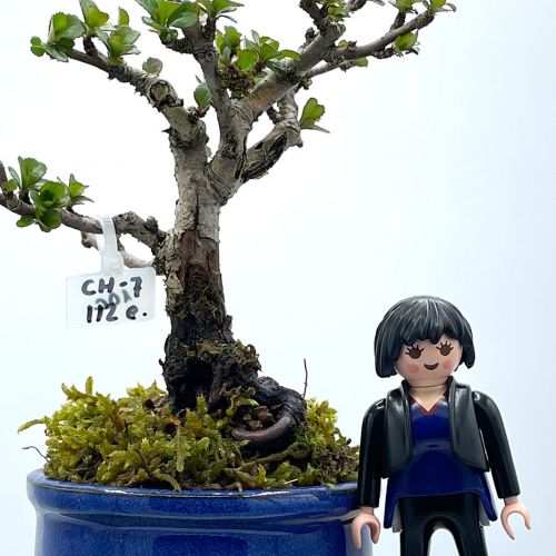 Imágenes de bonsáis y minibonsáis