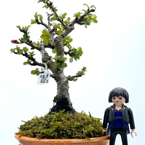 Imágenes de bonsáis y minibonsáis