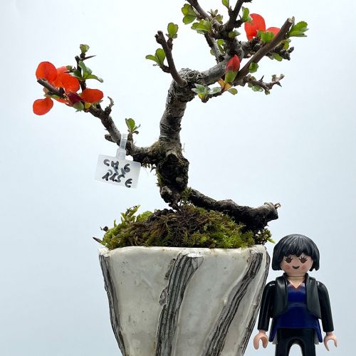 Imágenes de bonsáis y minibonsáis